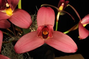 Lycaste Alan Salzman ????? AM/AOS 88 pts.